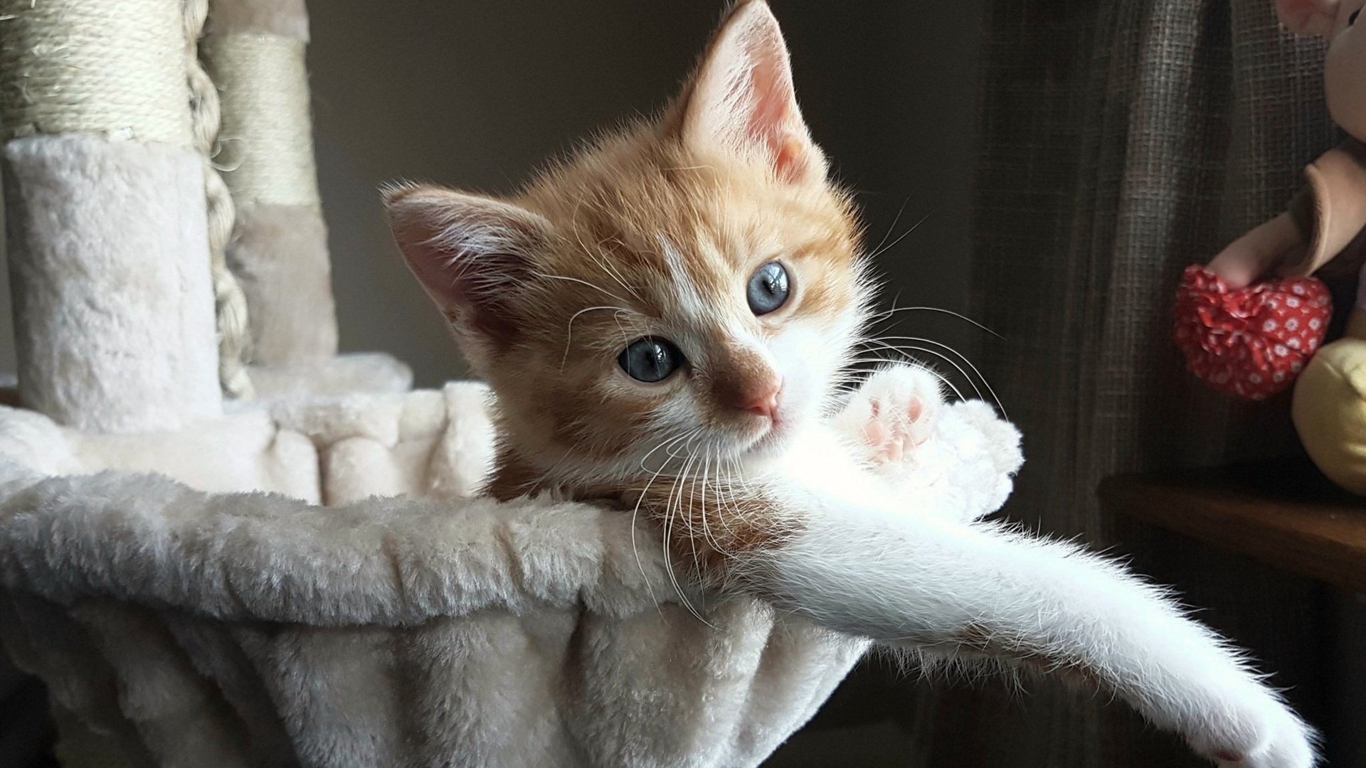 墨西哥马术协会开展马匹福利宣传活动,提升公众意识。,墨西哥马拉松