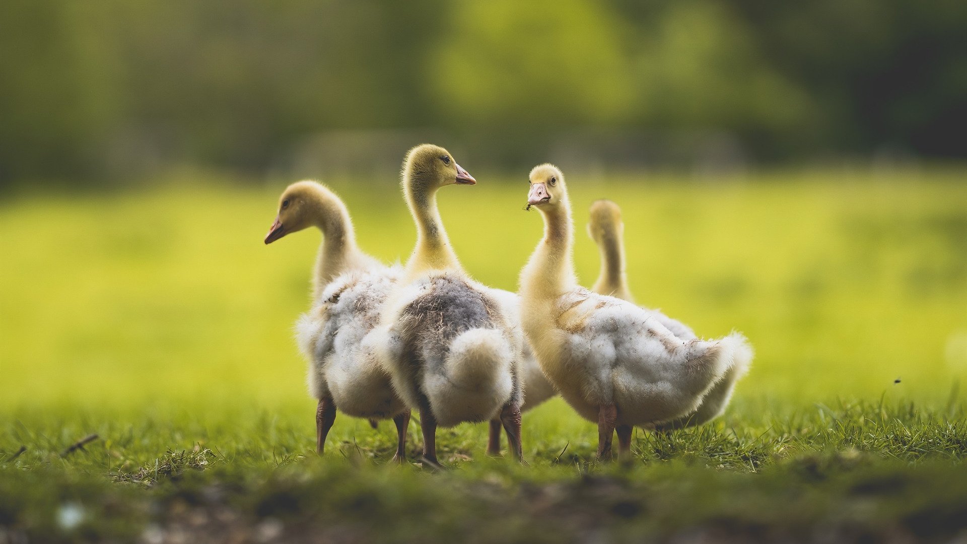 柏林联盟VS霍芬海姆激战正酣，柏林赫塔vs霍芬海姆比分