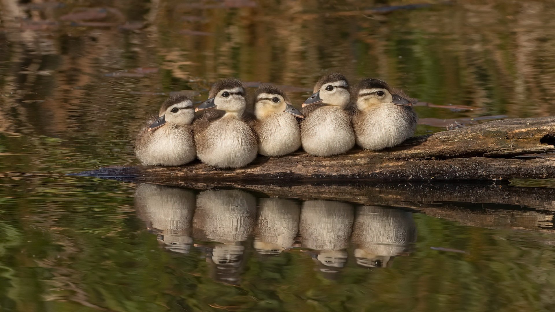 炉石传说天梯争霸赛决赛现场，冷静策略制胜，炉石传说天梯匹配机制