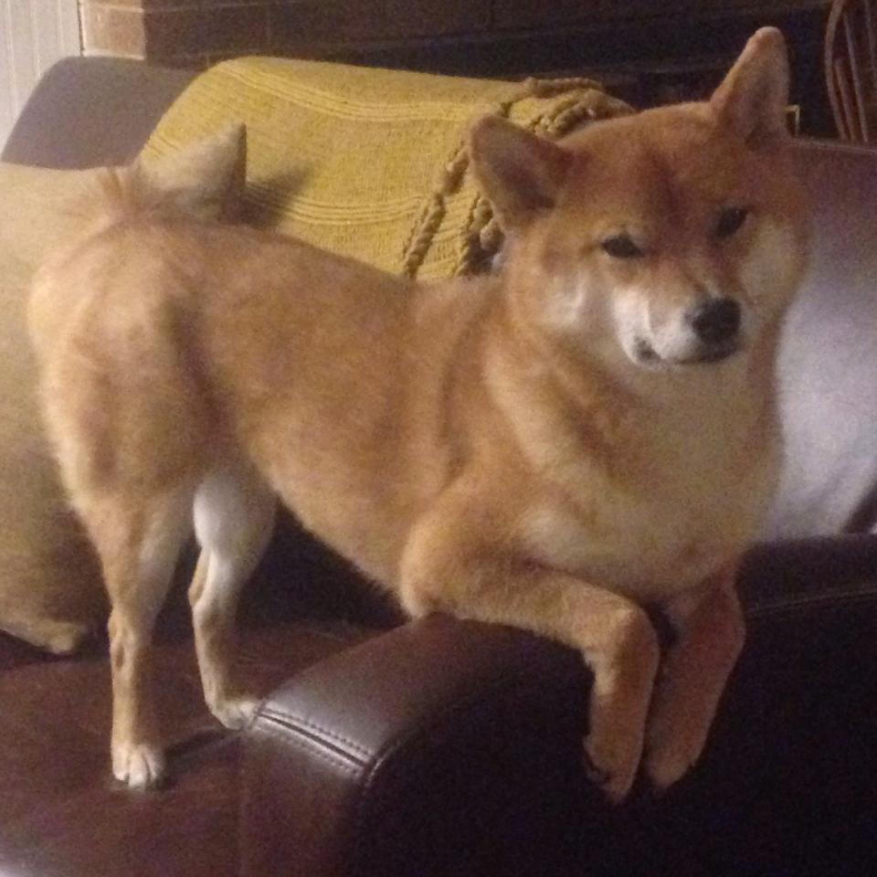 炉石传说布鲁克林杯再掀策略风暴,炉石传说最新布丁