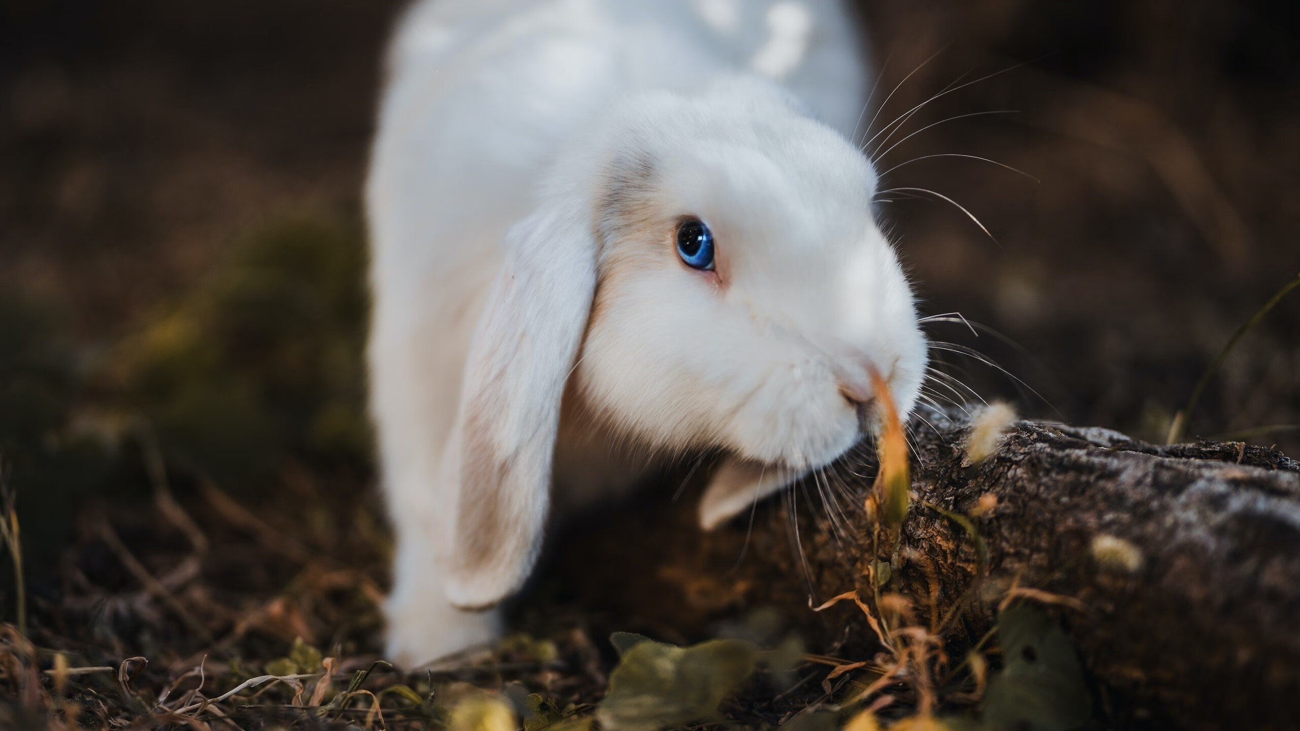 炉石传说年度超级杯激战正酣，策略对决令人震撼，炉石传说2020比赛