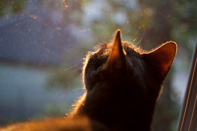 中超外援加盟潮再起,联赛竞争力提升,中超外援新政