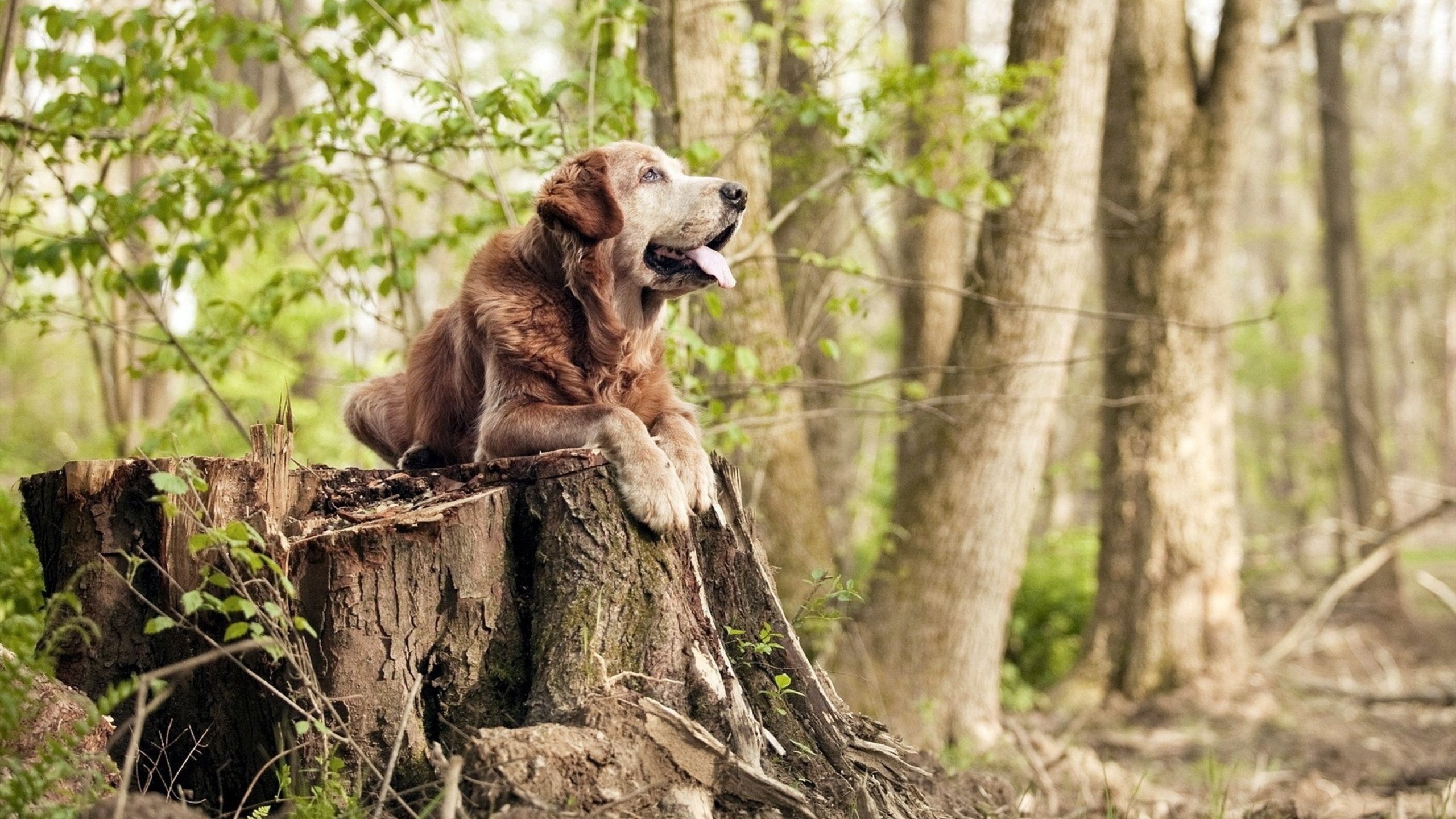 巴黎圣日耳曼客场逼平南特，艰难保持不败战绩，巴黎圣日耳曼qnb