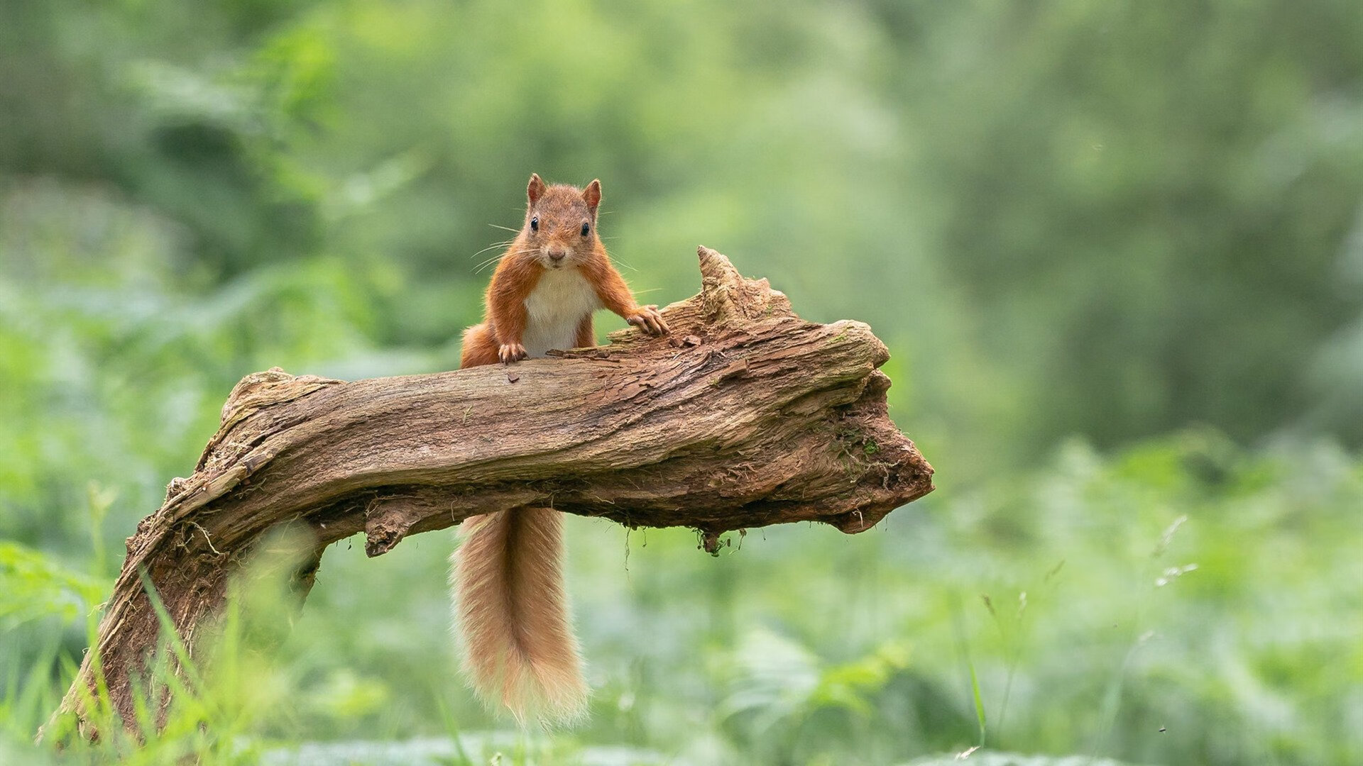 柏林赫塔重整旗鼓,取得胜利势头,柏林赫塔fm