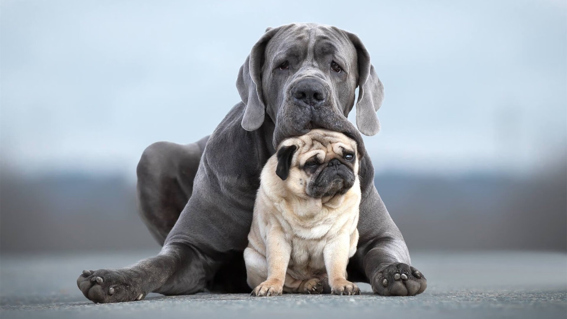 热那亚不敌那不勒斯，滑落积分榜，热那亚球队战绩