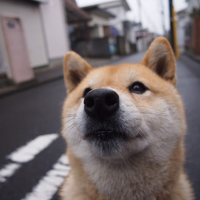 重庆队在近期比赛中发挥出色,实力稳步提升,重庆队阵容