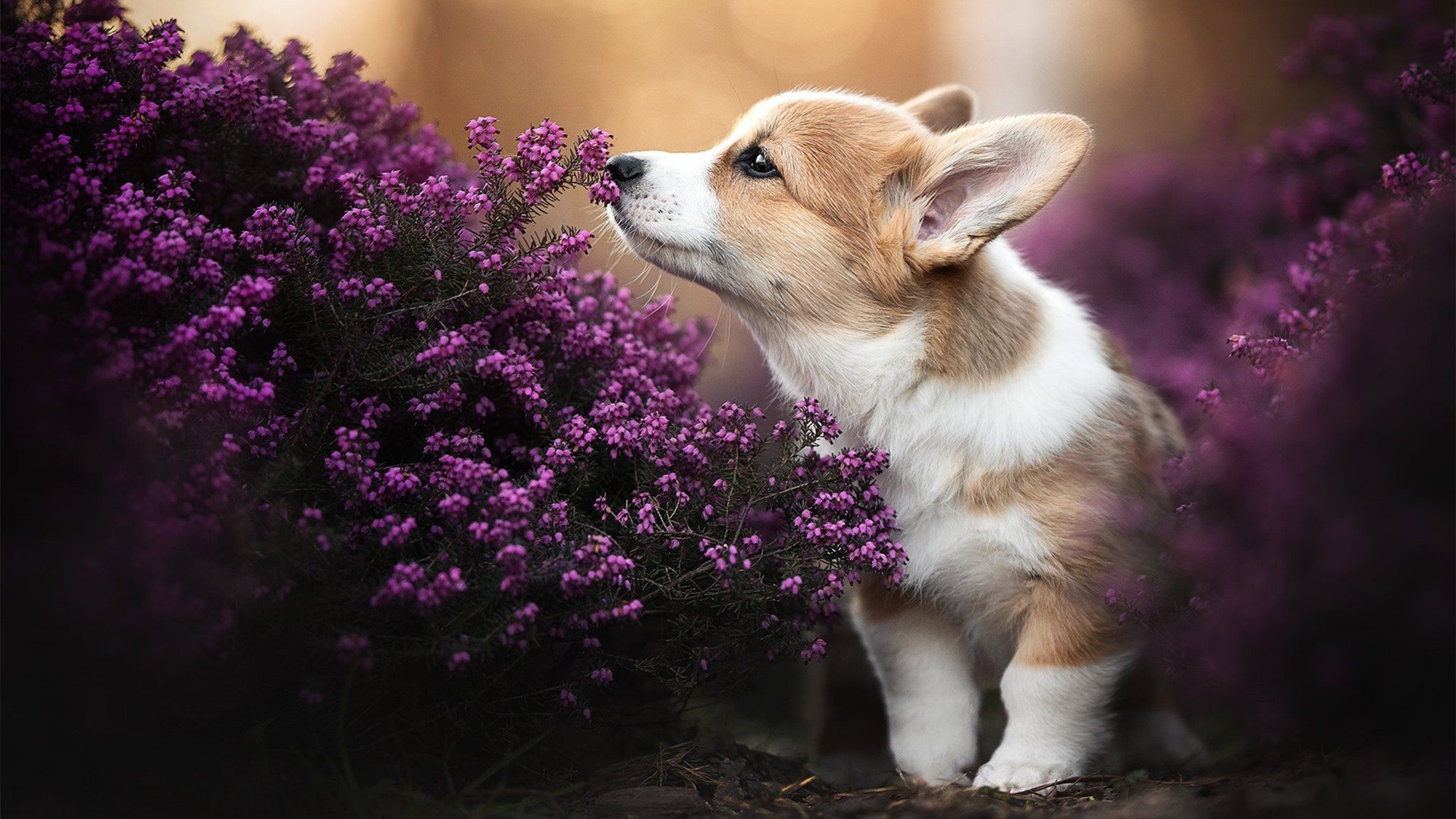 重庆队将迎来湖南的强敌,全力以赴,重庆队赛程