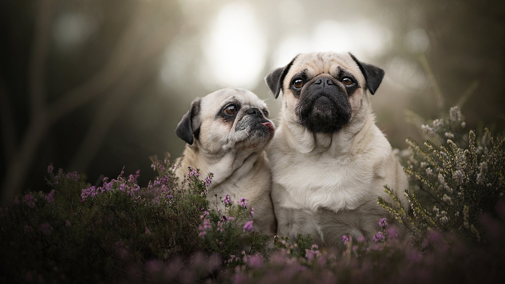 门兴格拉德巴赫主场3-0战胜波鸿，收获三分，门兴格拉德巴赫转会