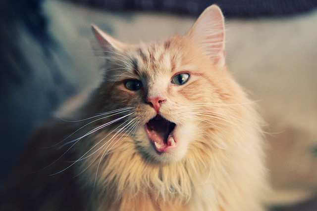 NBA球员个性化训练方案设计与实施,nba球员性格问题