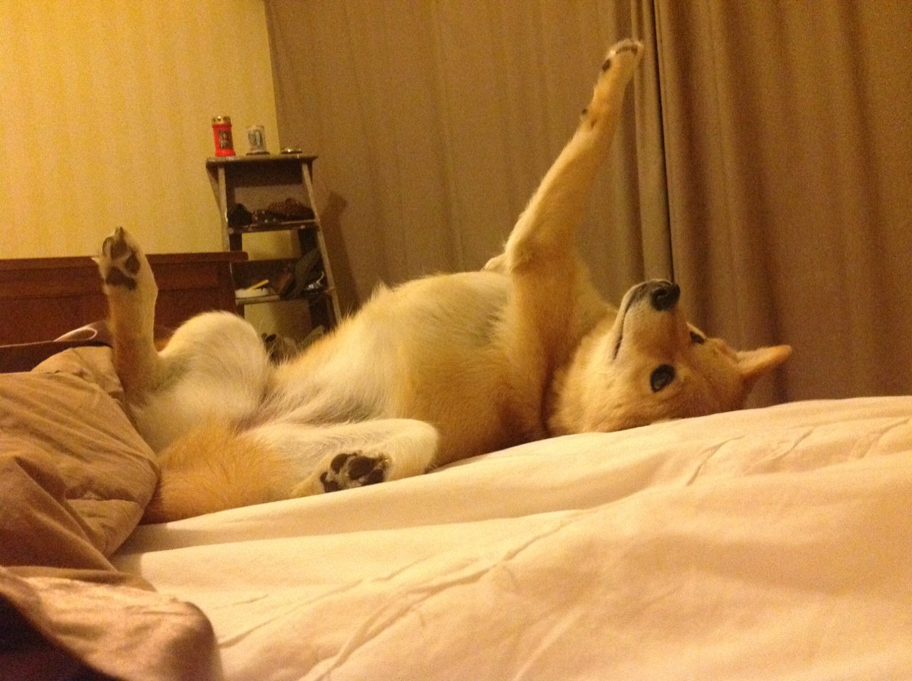 世界围棋赛黑白交锋智慧碰撞精彩纷呈,黑白围棋的玩法