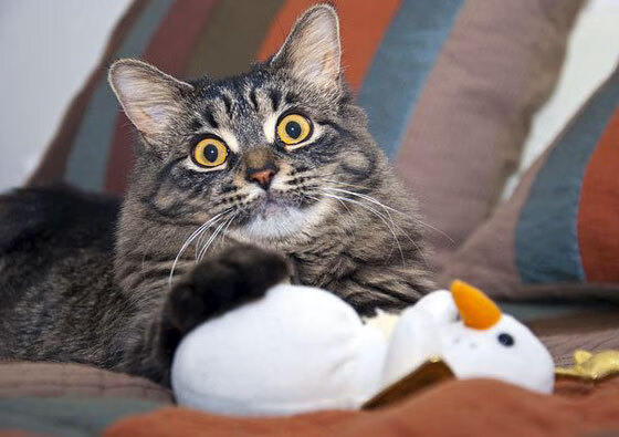 亚洲杯中国队爆冷 球迷热议不断升温,亚洲杯中国队的比赛