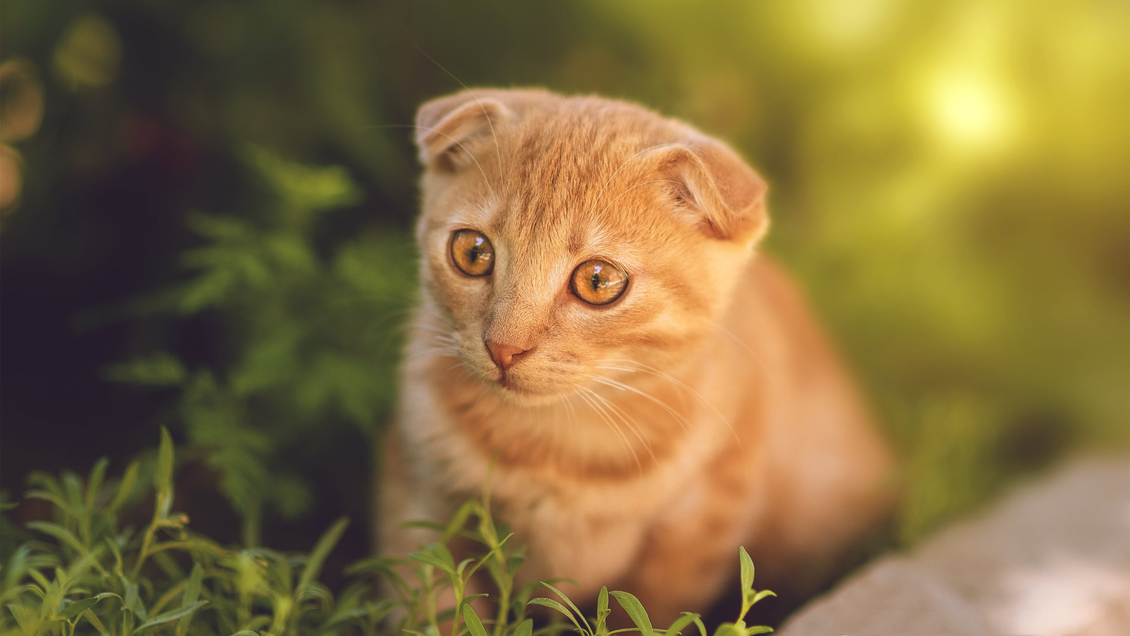 体育新闻中心上线智能体育赛事虚拟现实直播系统，智能体育运动平台