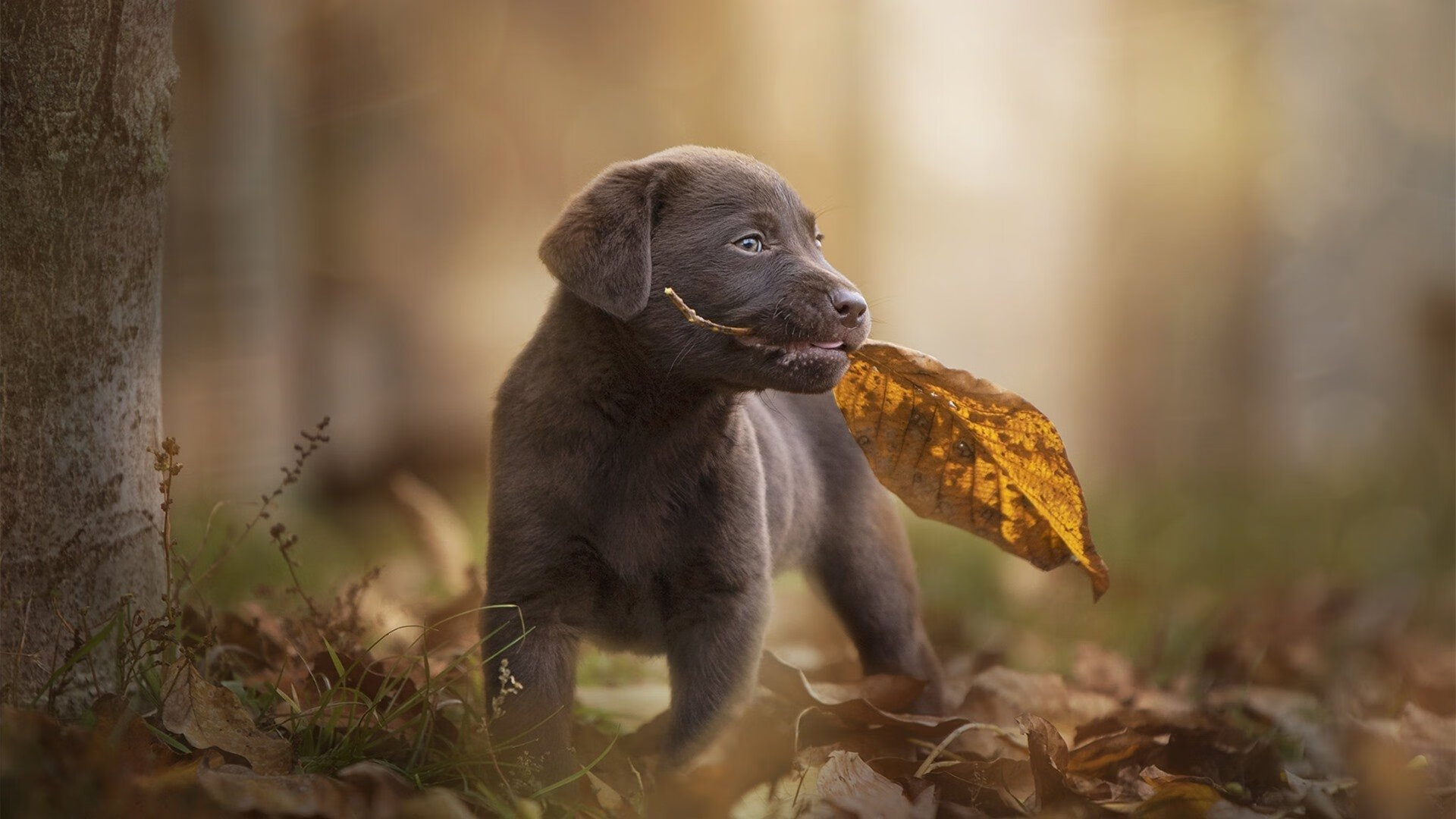 国家队在高强度对抗中为何失误频频，国家队对战