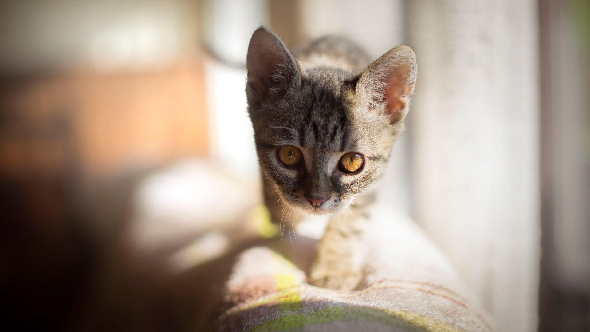 图赫尔称赞球队执行力和精神力,图赫尔执教能力