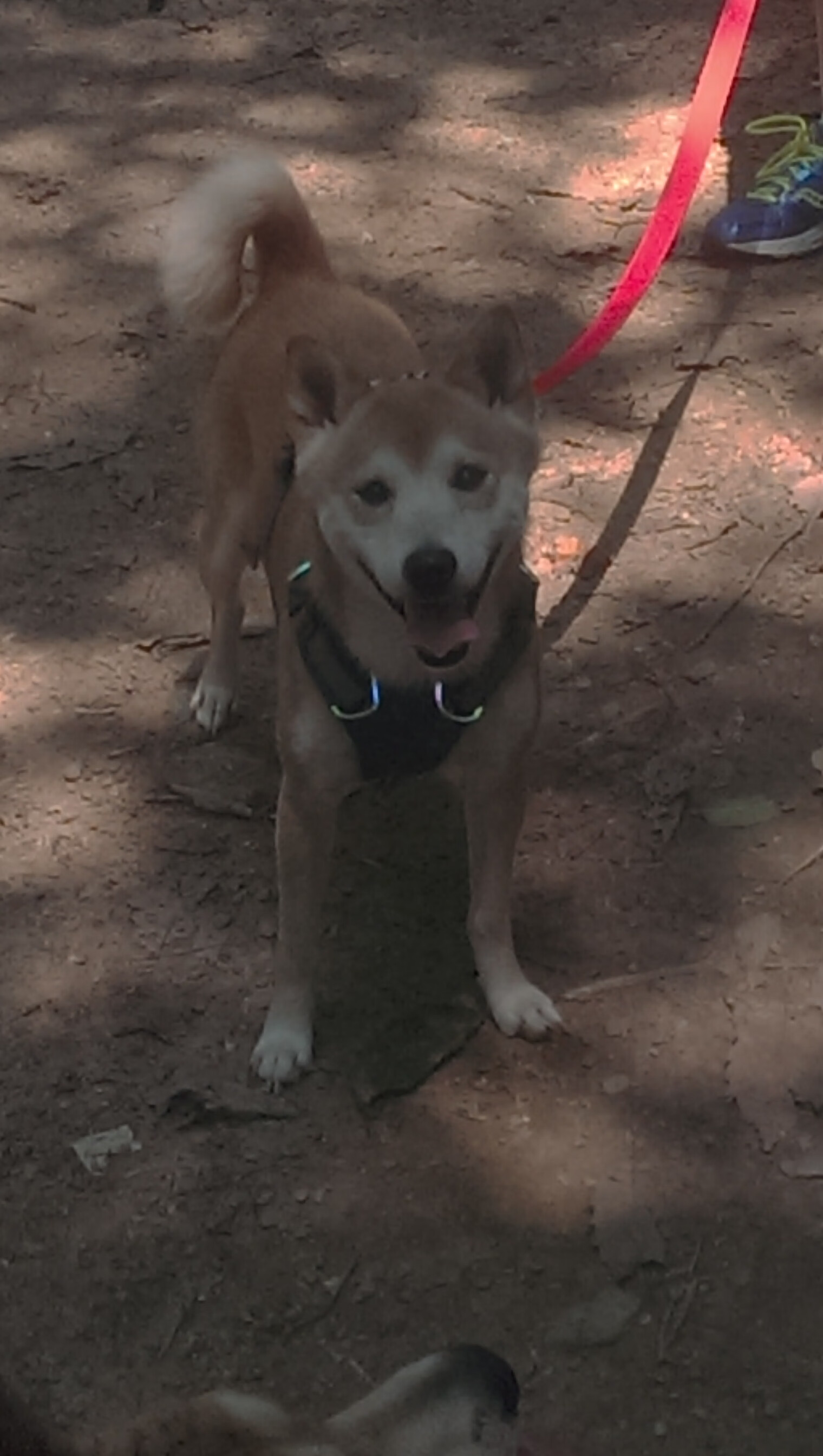 希腊女篮在欧洲锦标赛中宾朋满座，冠军宝座志在必得