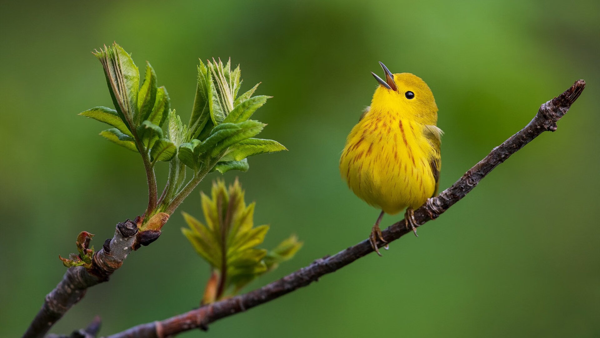 里根·史密斯完美入水赢得掌声,里根史密斯仰泳
